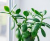 گیاه یشم چه خواصی دارد؟